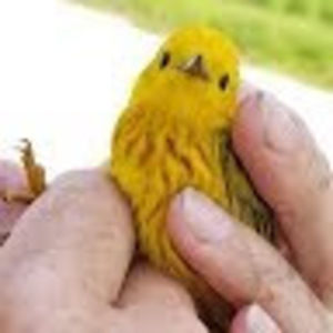 Meet your Posher, Janice